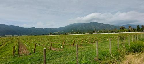 Wineyards 