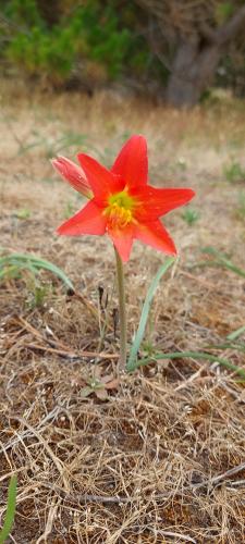 Tulip