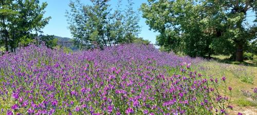 Spring in Chile