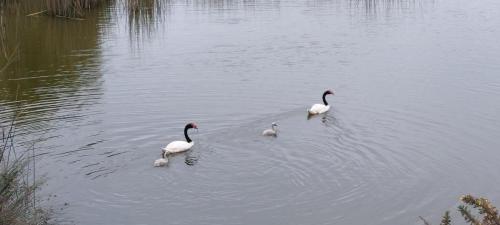 Black-necked Swan