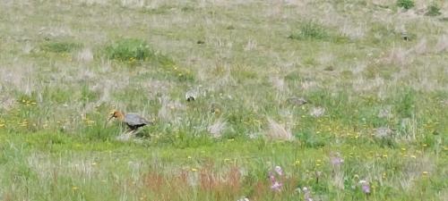 Black-faced Ibis