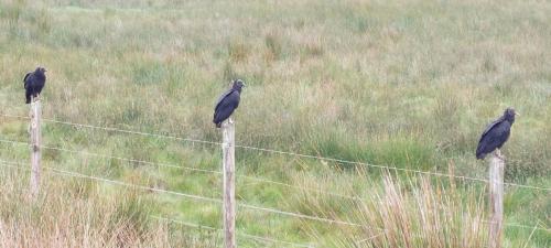 Black Vulture