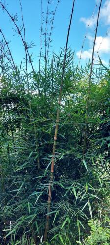 Bamboo