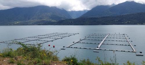 Salmon culture 