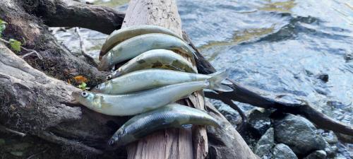 Caught my own dinner 