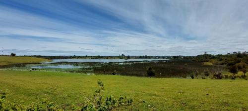 Colony of black headed seagulls