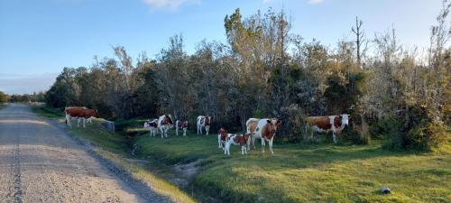 Cute cow family 