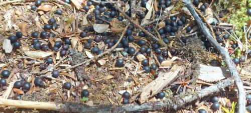 Berries from the tree 