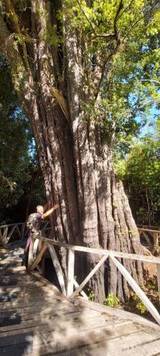 Largest Mañio tree in Park "El Abuelo"