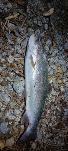 Caught biggest Rainbow Trout ever
