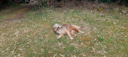 Friendly camping dog :-)