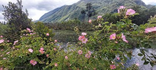 Wild Flowers