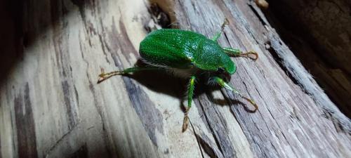 Invasion of green beatles