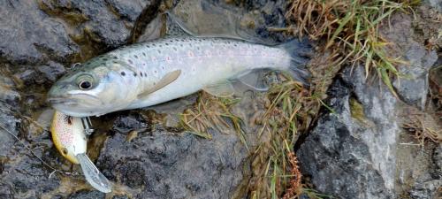 Brown Trout 