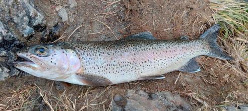 Rainbow Trout