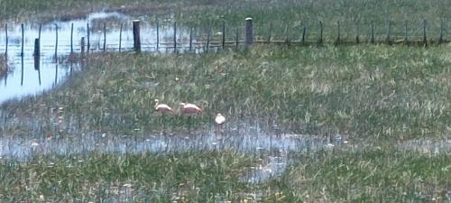 Wild Flamencos