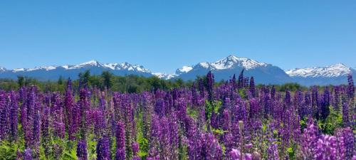 Flowers all over the place