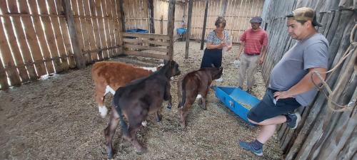 3 young calfs