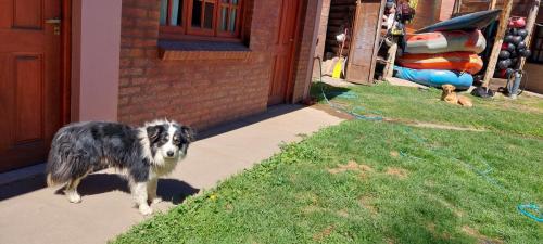 The three dogs from Rodrigo 