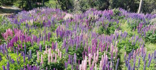 Incredible Flora