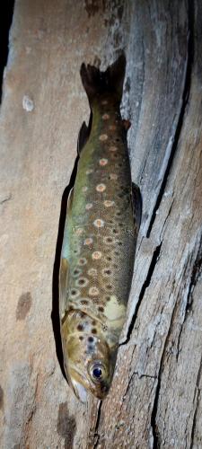 Brown trout for dinner