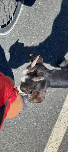 Baby goats licking the salt from my legs