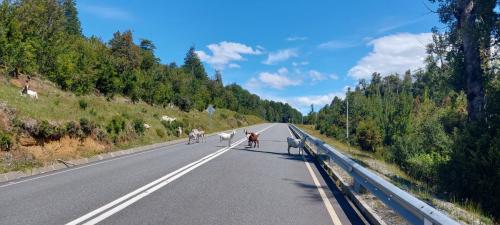 Goats blocking the road