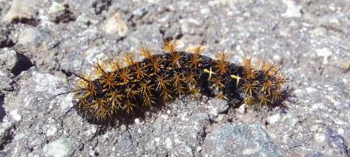 Caterpillar invasion on the road