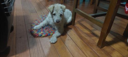 Cute dog from the Hostal Valentina 