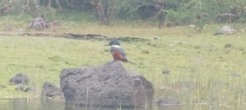 King Fisher