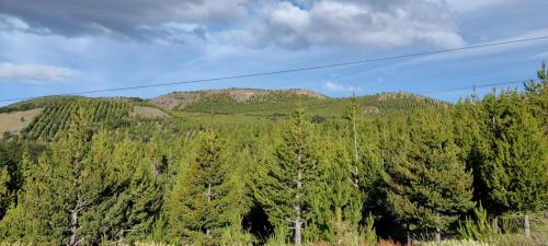 Pine tree monoculture 