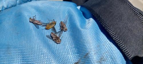 Horse Flies that I smashed after they tried to suck my blood