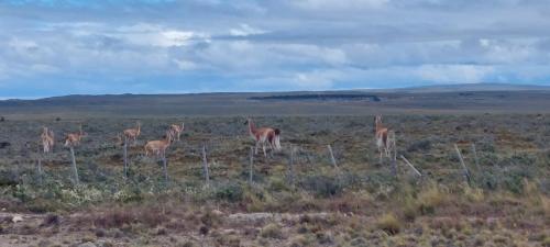 Lamas