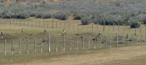 A dozen of Caracaras and two Condors...there must be something to eat :-)