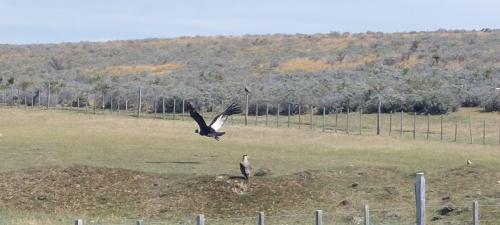 Huge Condor taking off