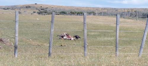 Caracaras now fighting over the caracass of a sheep