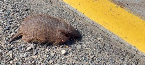 Dead Armadillo