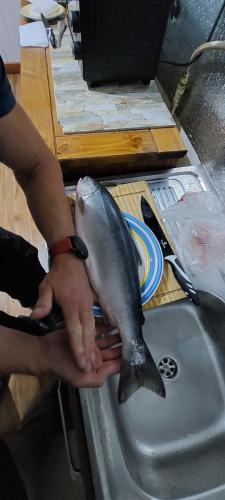 Big Salmon