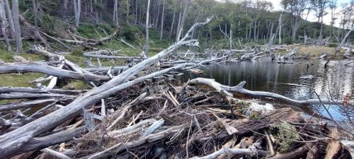 Beaver dam