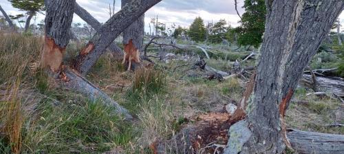 Beaver Traces