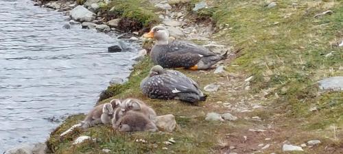 Duck Family