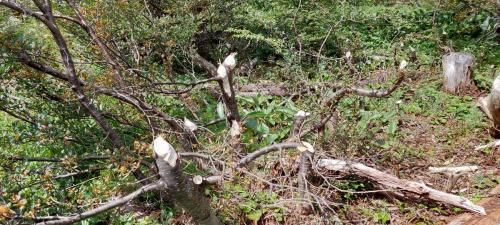 Cut down trees by Beaver