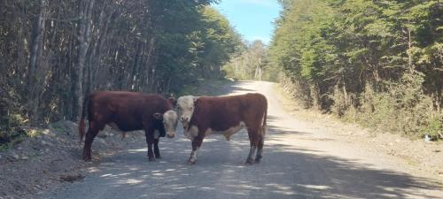 Two bulls on my way