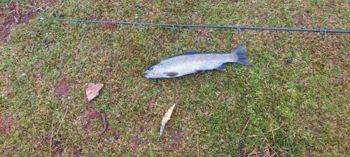 Mid sized Rainbow Traut