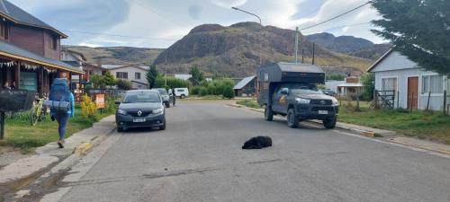 Dog relaxing on street