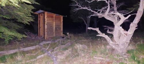 Fox coming close to the camp site